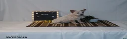 Australian Cattle Dog dogs for sale: Trixie - Ad 4