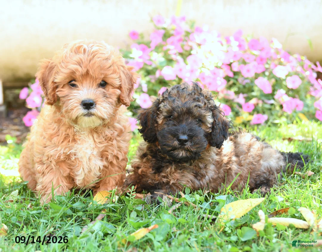 Mixed Breed dogs for sale: Maurice - Ad 3