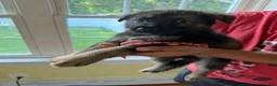 German Shepherd dogs for sale: Red - Ad 1