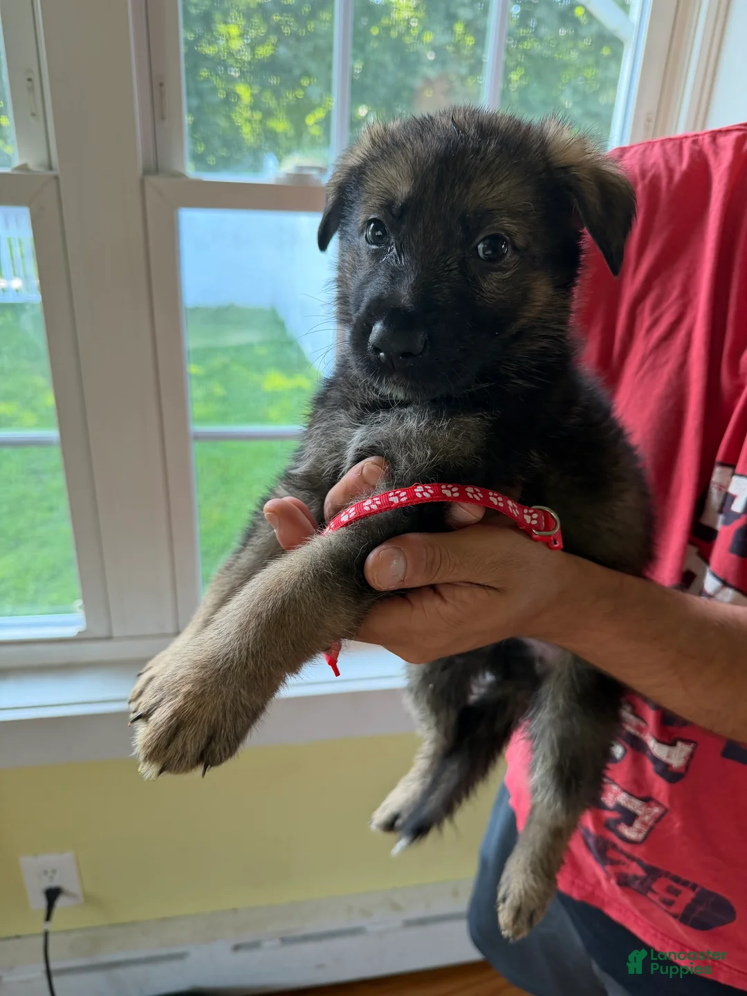 German Shepherd dogs for sale: Red - Ad 1