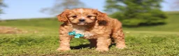 Cavapoo dogs for sale: Percy - Ad 9