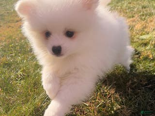 Pomeranian dogs snowy - Ad 13