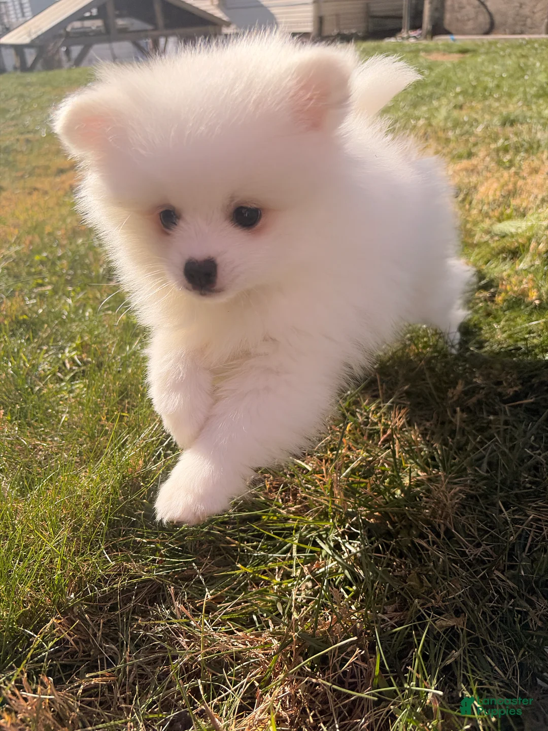 Pomeranian dogs for sale: snowy - Ad 1