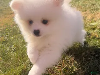 Pomeranian dogs snowy - Ad 9