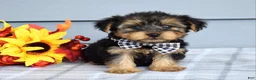 Yorkshire Terrier dogs for sale: Carter - Ad 2