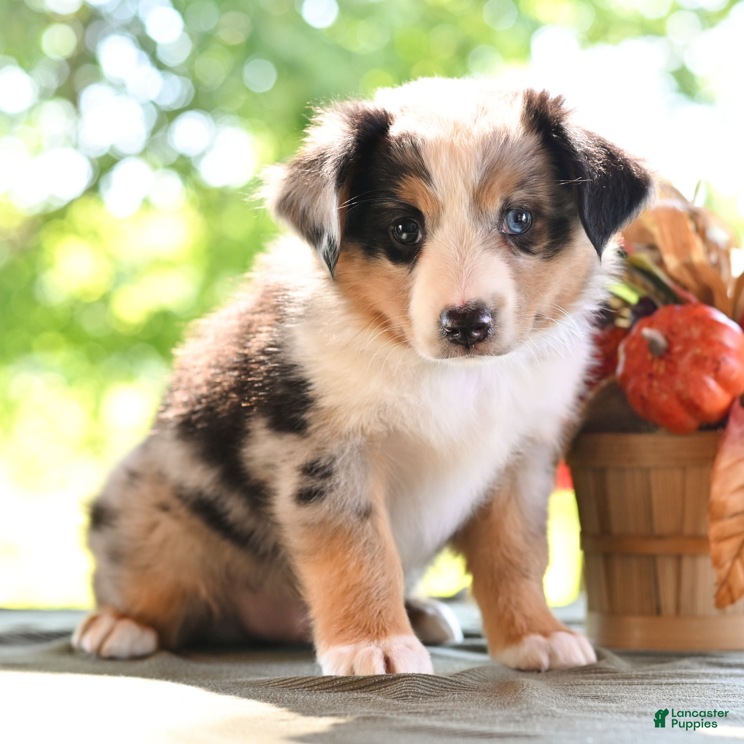 Miniature Australian Shepherd dogs Dylan  - Ad 1