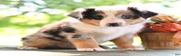Miniature Australian Shepherd dogs for sale: Dylan  - Ad 1