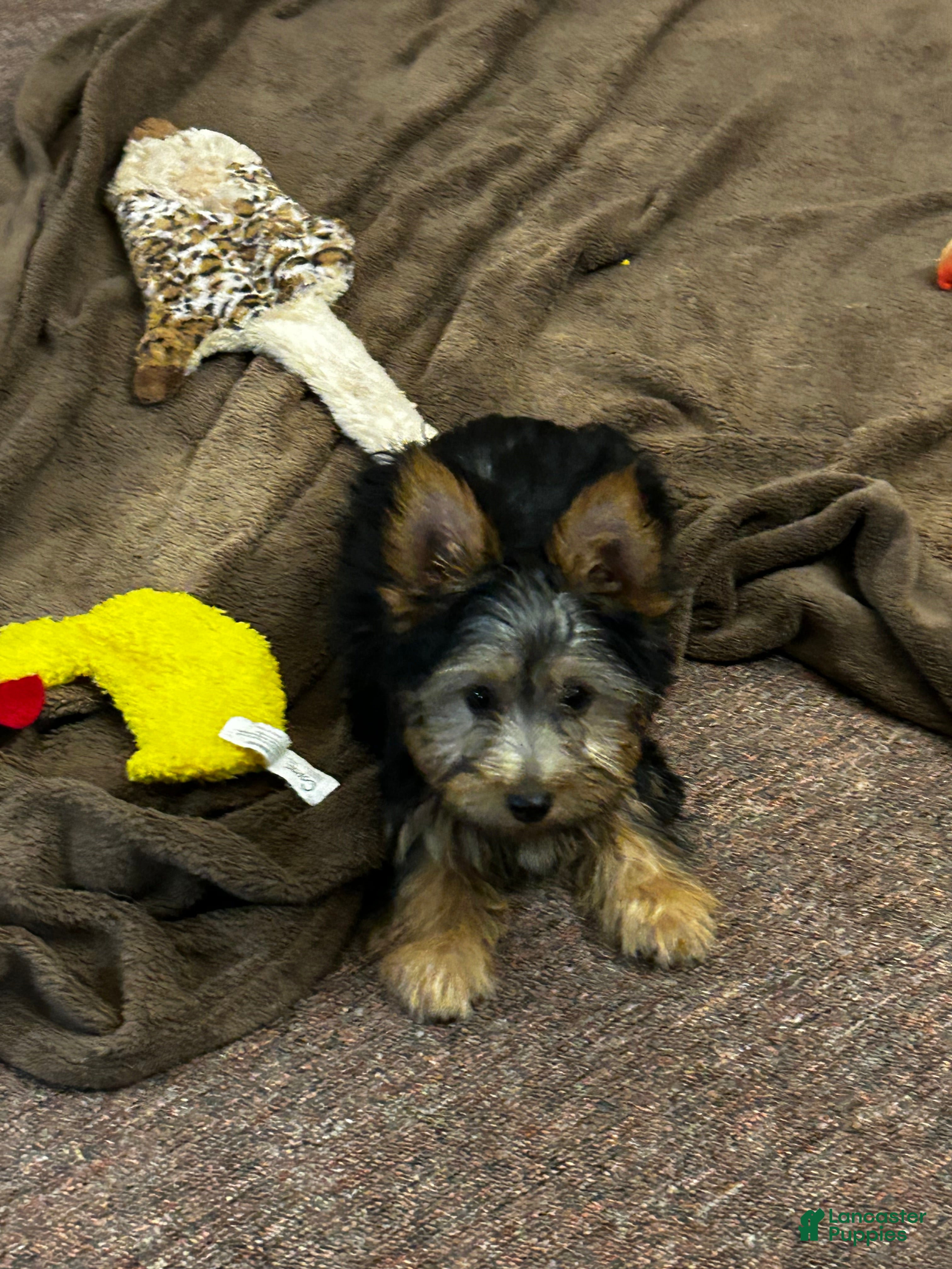 Silky Terrier dogs Macy - Ad 1