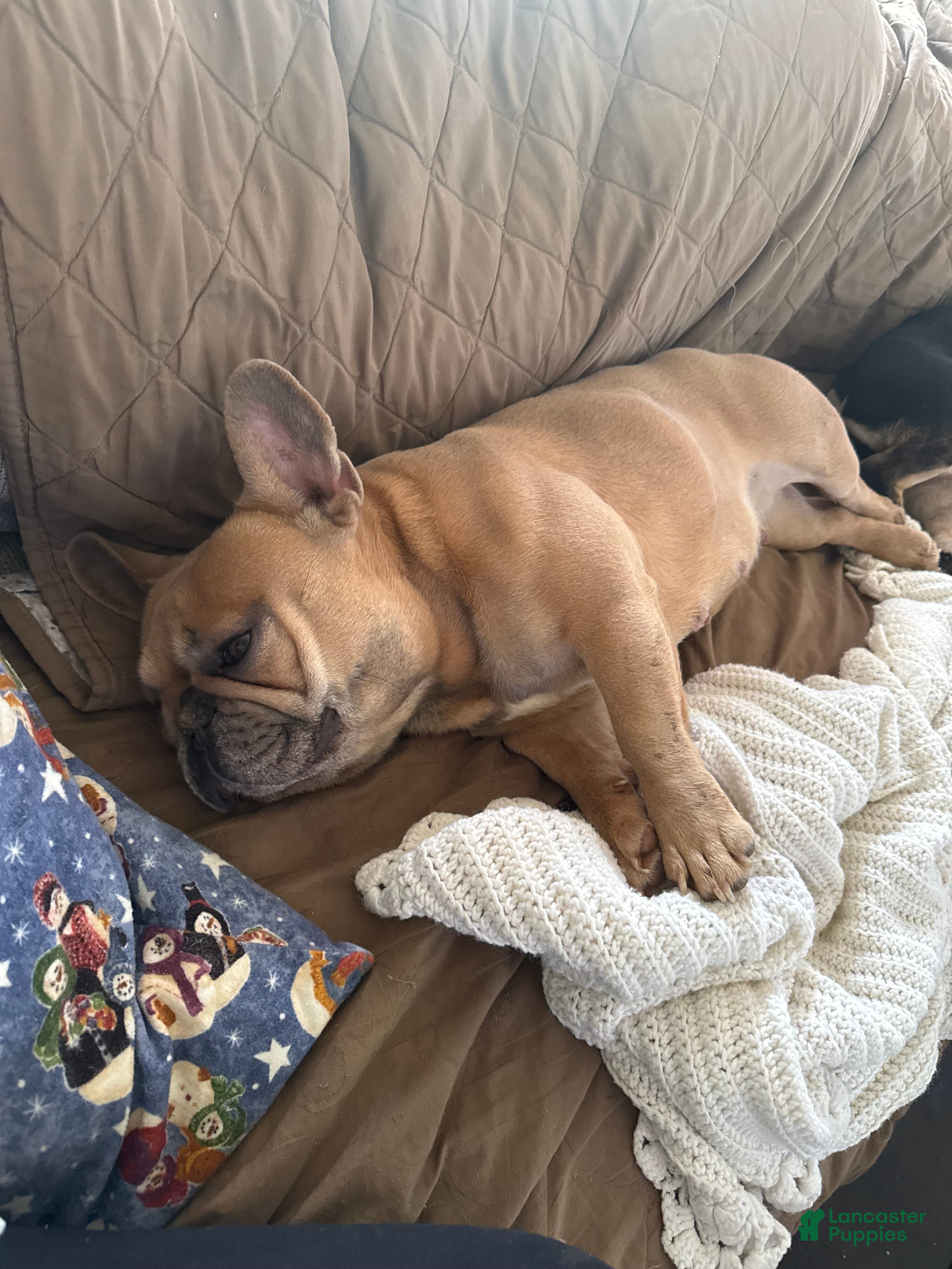French Bulldog dogs French Bulldog Puppy 1 - Ad 33