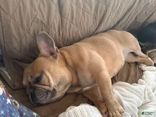 French Bulldog dogs French Bulldog Puppy 1 - Ad 33