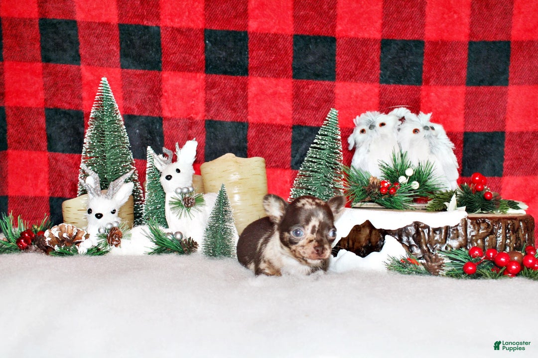 Chihuahua dogs for sale: Yukiko - Ad 3