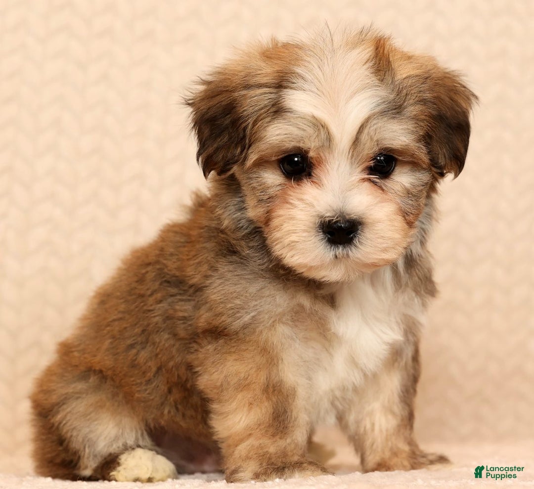 Yochon dogs for sale: Ollie - Ad 4