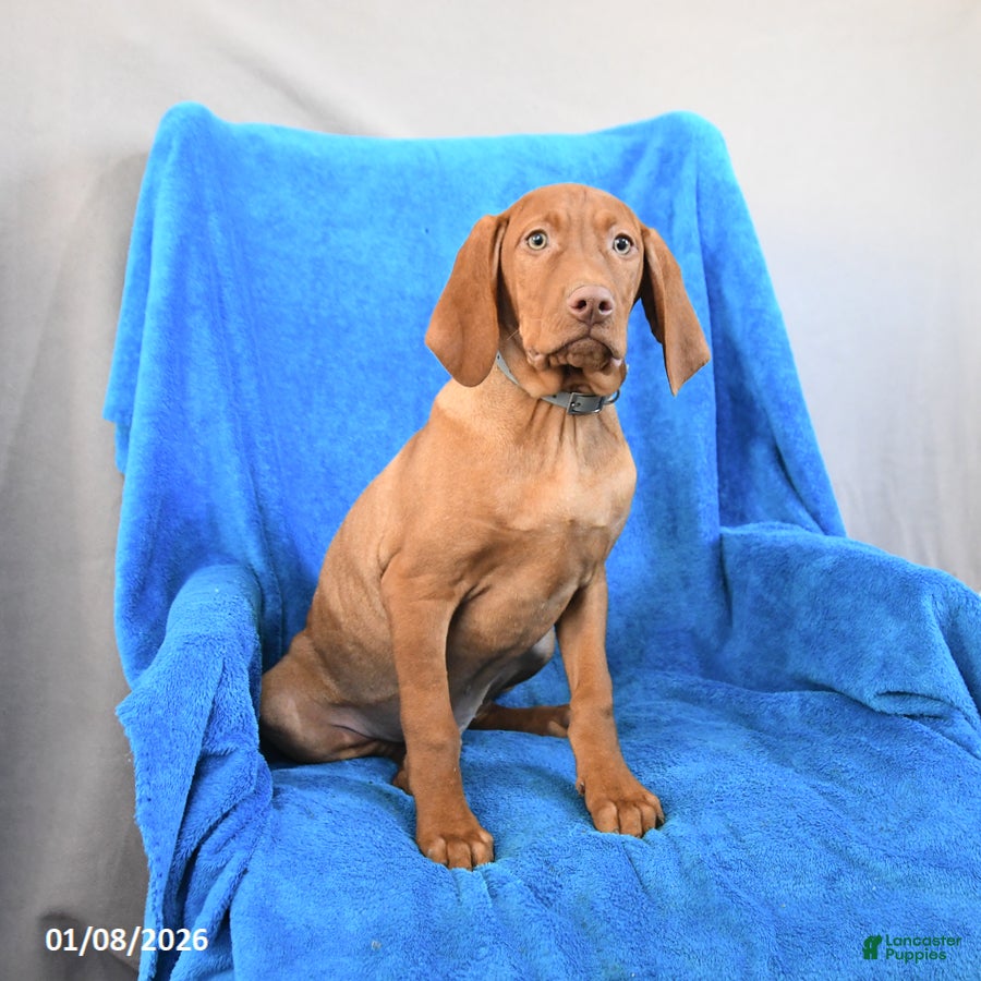 Vizsla dogs Rocky - Ad 7