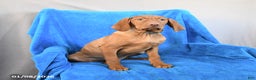 Vizsla dogs for sale: Rocky - Ad 1