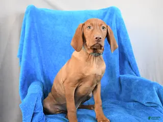 Vizsla dogs Rocky - Ad 8