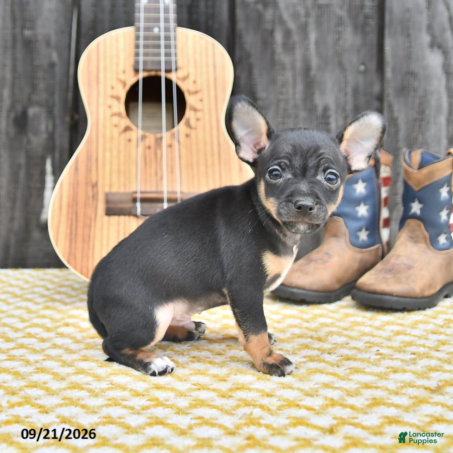 Chihuahua dogs Jasper - Ad 2