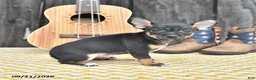 Chihuahua dogs for sale: Jasper - Ad 2