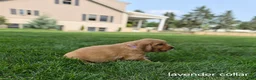 Golden Retriever dogs for sale: Rosie (lavender collar) - Ad 4
