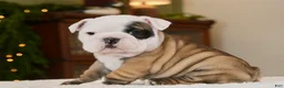 English Bulldog dogs for sale: Bella - Ad 2