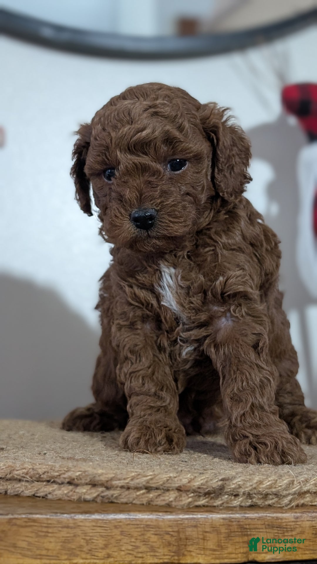 Miniature Poodle dogs for sale: Moby - Ad 9