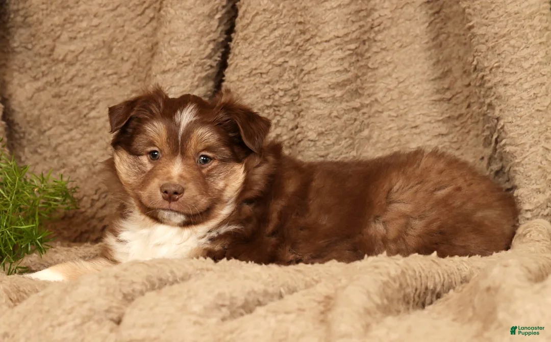 Miniature Australian Shepherd dogs for sale: Dakota - Ad 4