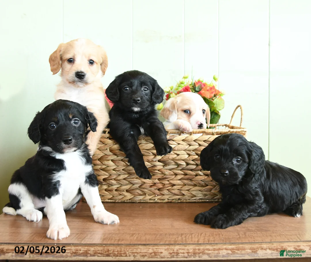 Mixed Breed dogs for sale: Cuddles - Ad 3