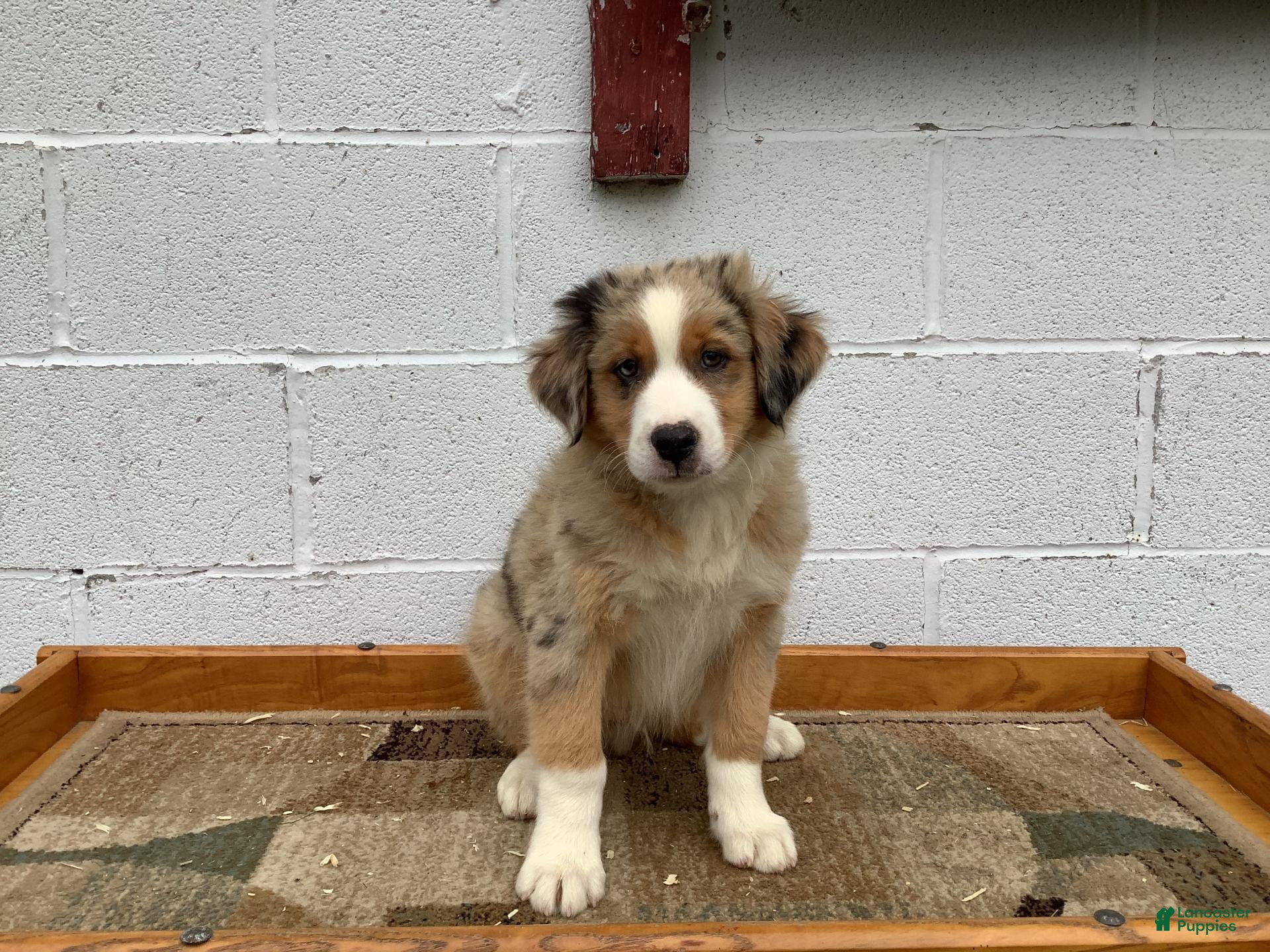 Australian Shepherd dogs Bobby - Ad 1