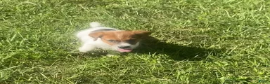 Jack Russell Terrier Parker