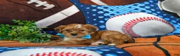 Shorkie dogs for sale: Lucas Hypoallergenic - Ad 4