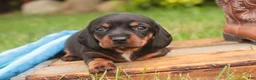 Miniature Dachshund dogs for sale: Wyatt Miniature Dachshund  - Ad 8