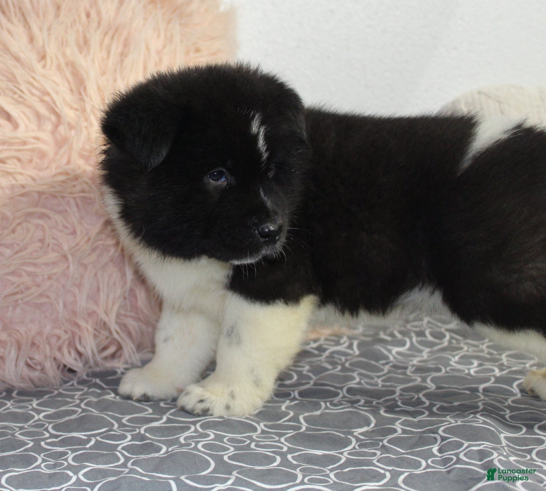 Akita dogs for sale: Ranger - Ad 4