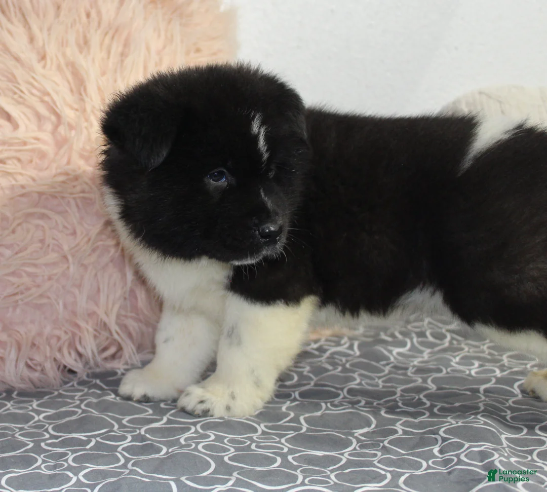 Akita dogs for sale: Ranger - Ad 4