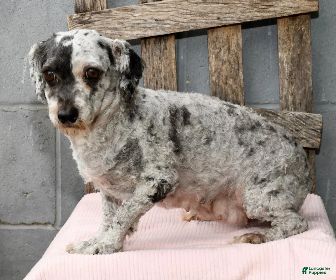 Havapoo dogs for sale: Chester - Ad 10