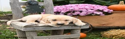 Labrador Retriever dogs for sale: Graham - Ad 3