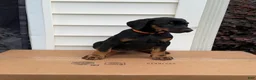 Doberman Pinscher dogs for sale: Bella - Ad 1