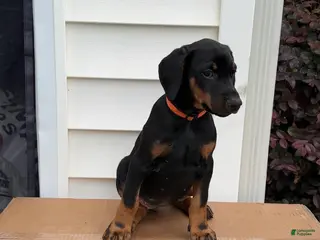 Doberman Pinscher dogs Bella - Ad 9