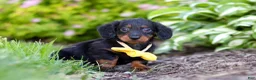 Miniature Dachshund dogs for sale: Ronnie - Ad 3