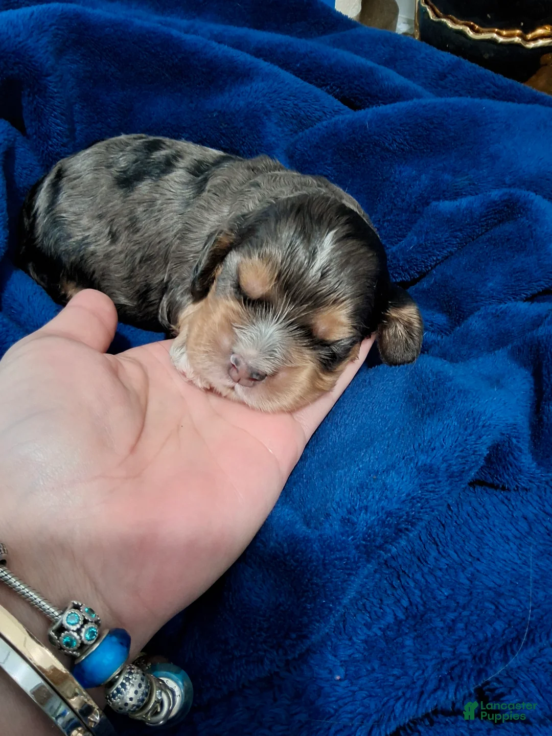 Cocker Spaniel dogs for sale: Cocker Spaniel Puppy 2 - Ad 1
