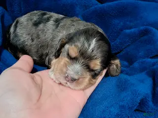 Cocker Spaniel dogs for sale: Cocker Spaniel Puppy 2 - Ad 2