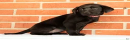 Labrador Retriever dogs for sale: Brooke - Ad 9