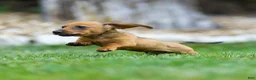 Miniature Dachshund dogs for sale: Mikey Miniature Dachshund  - Ad 11
