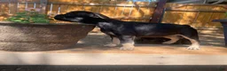 French Bulldog dogs for sale: El pinto - Ad 4