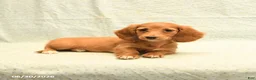 Dachshund dogs for sale: Faye - Ad 3