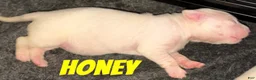 Mixed Breed dogs for sale: HONEY - Ad 2