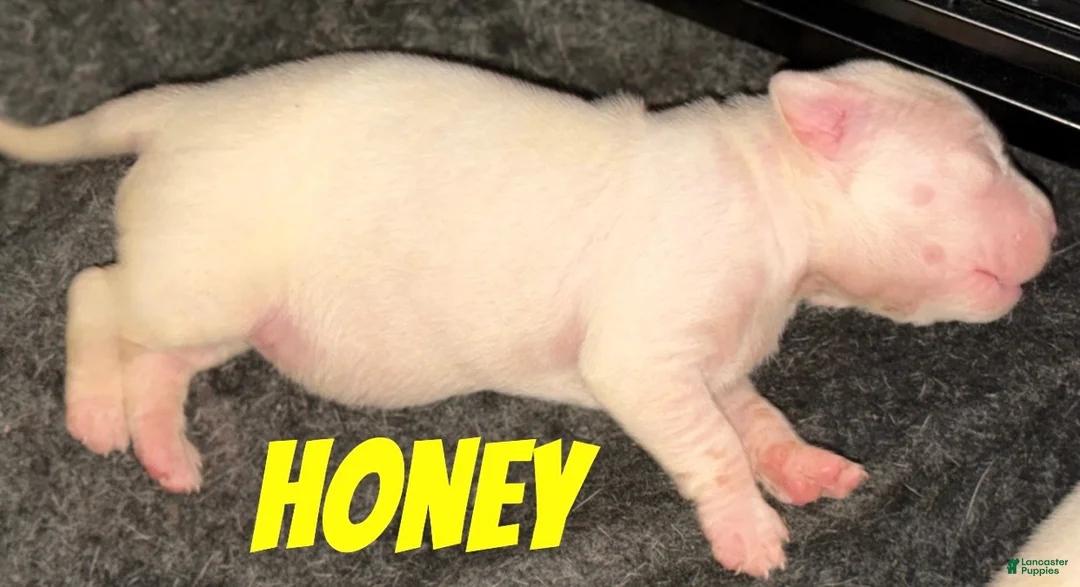 Mixed Breed dogs for sale: HONEY - Ad 2
