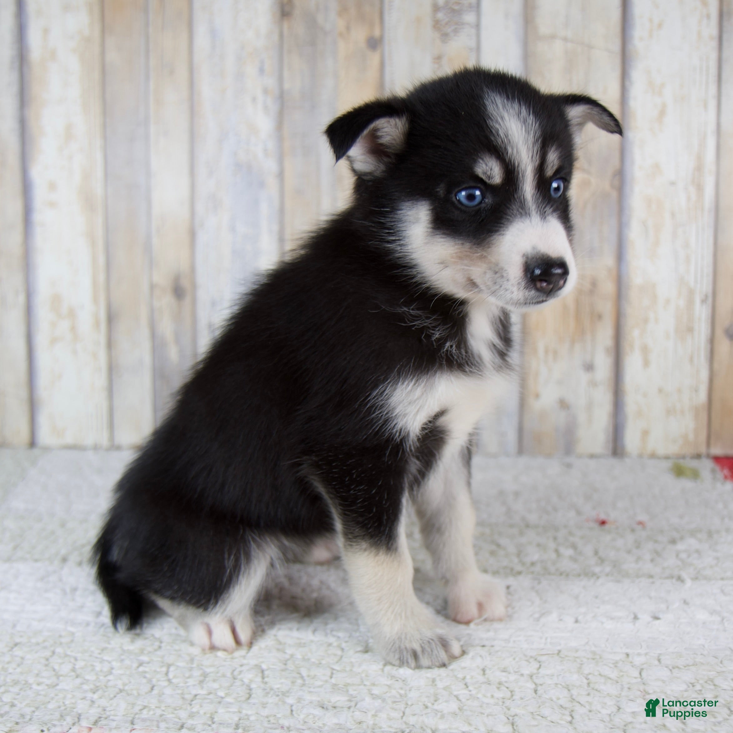 Pomsky dogs Coco - Ad 2