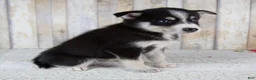 Pomsky dogs for sale: Coco - Ad 2