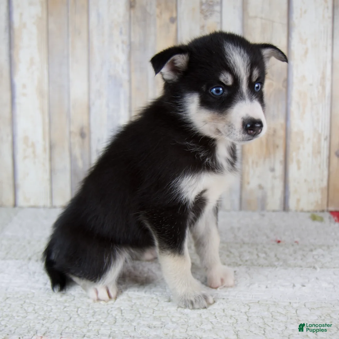 Pomsky dogs for sale: Coco - Ad 2