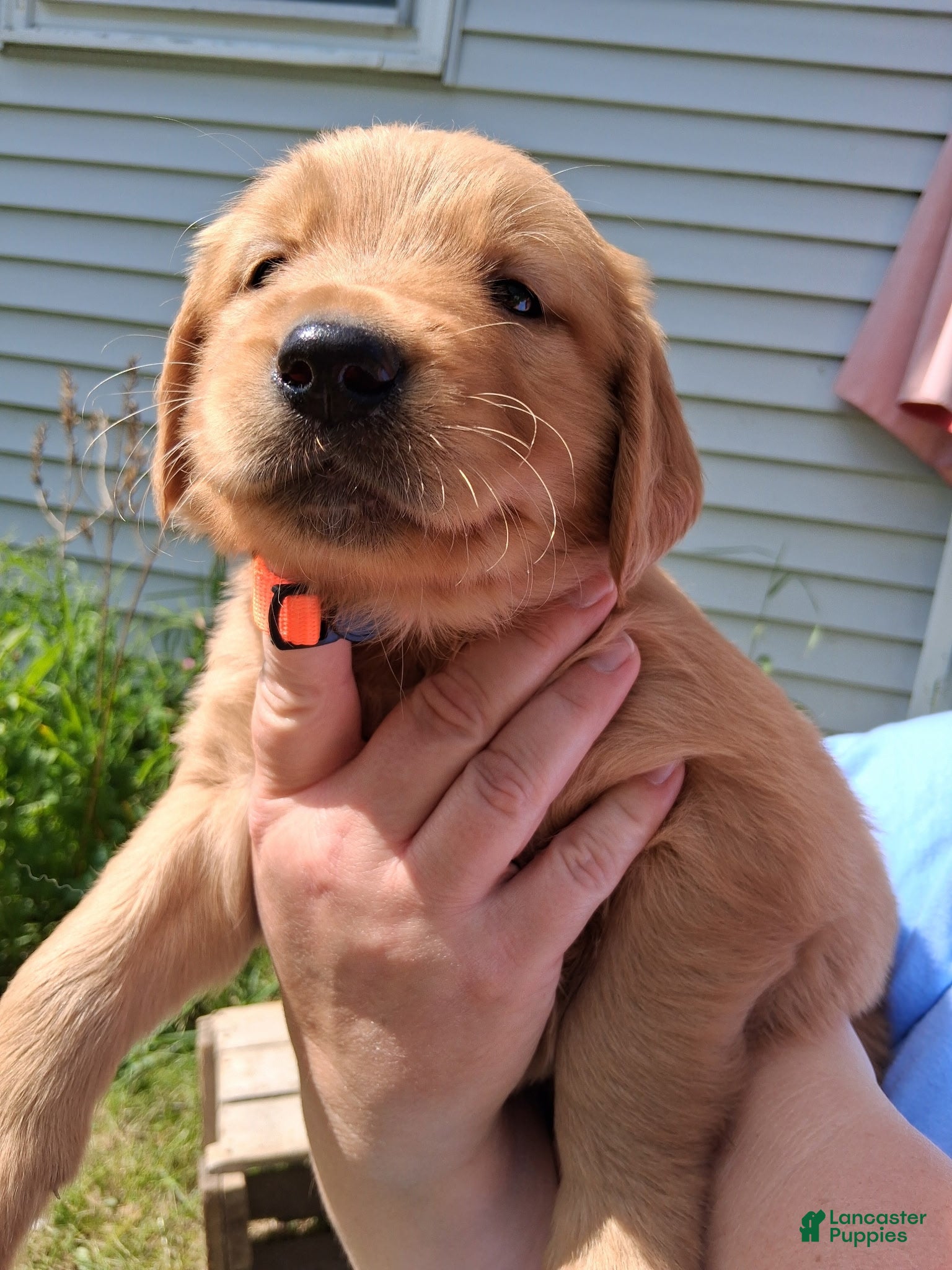 Golden Retriever dogs Golden Retriever 4 - Asco - Ad 1