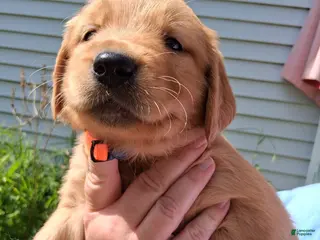 Golden Retriever dogs for sale: Golden Retriever 4 - Asco - Ad 4